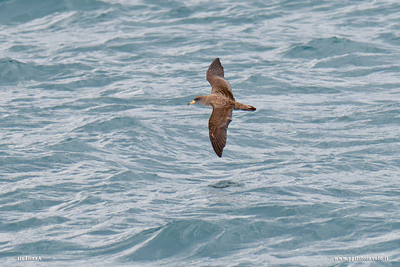 Berta maggiore mediterranea in volo sul mare